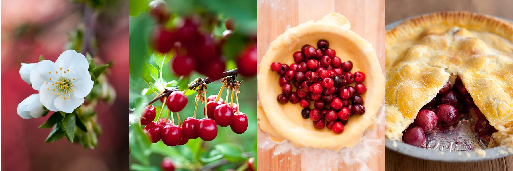 life+cycle+cherry+pie+merriam+photography