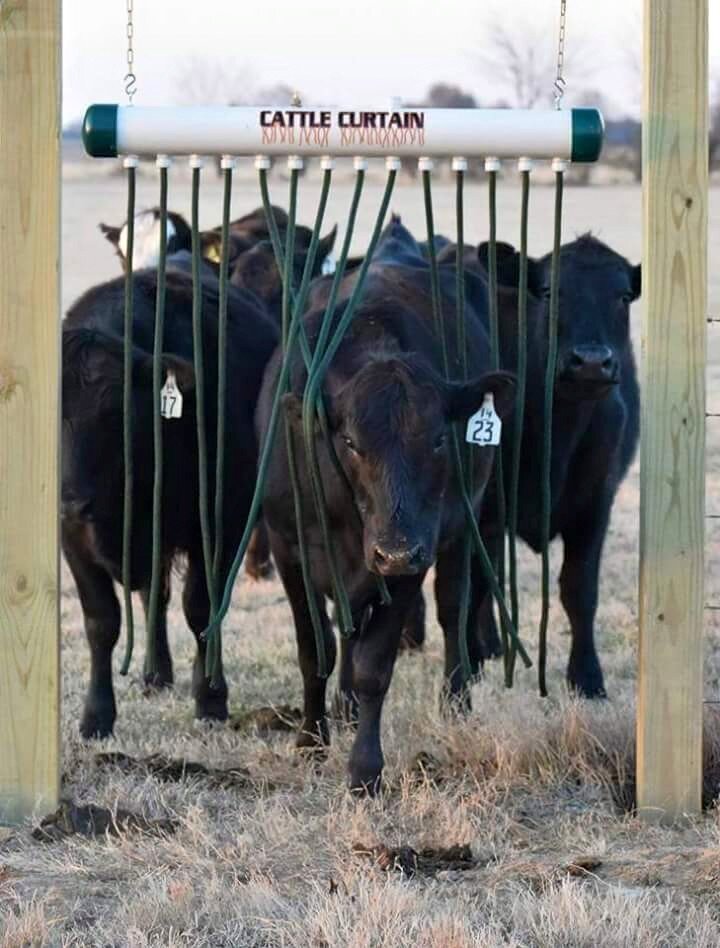 Cattle Curtain