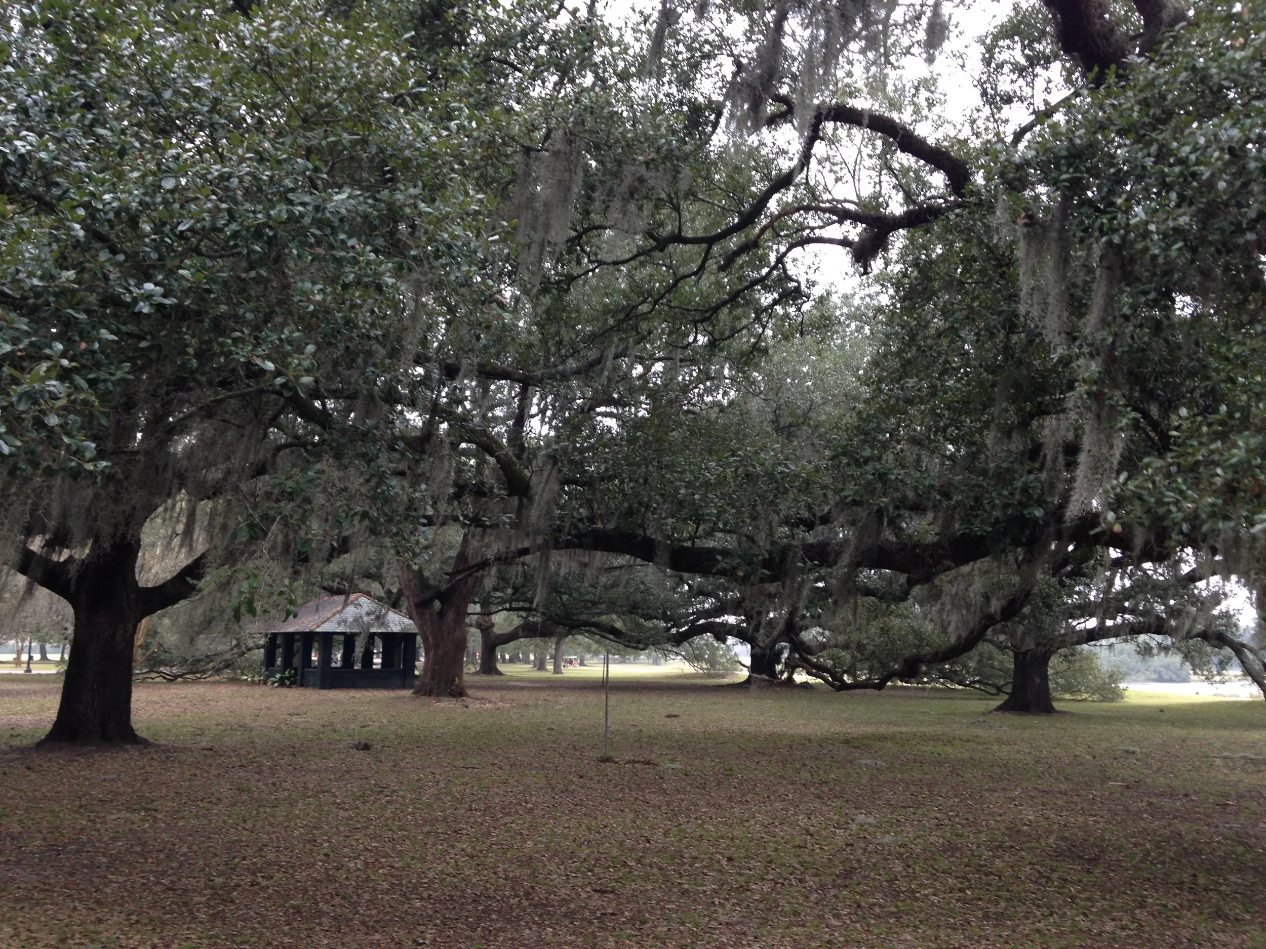 Where I go when I need a sense of peace, City Park in New Orleans. 