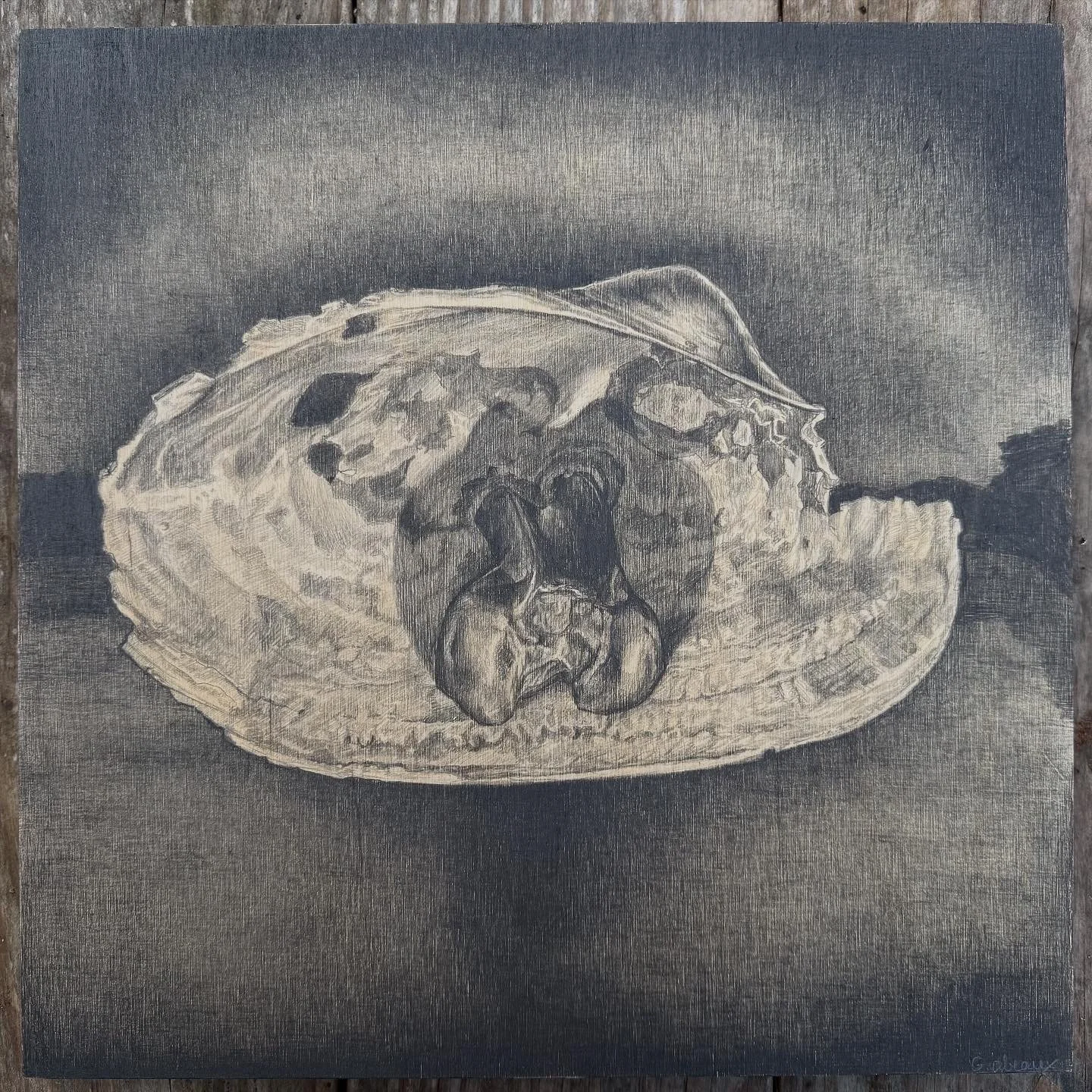 Sinclair | 12"x12"x1" | Graphite pencil on birch panel | SOLD