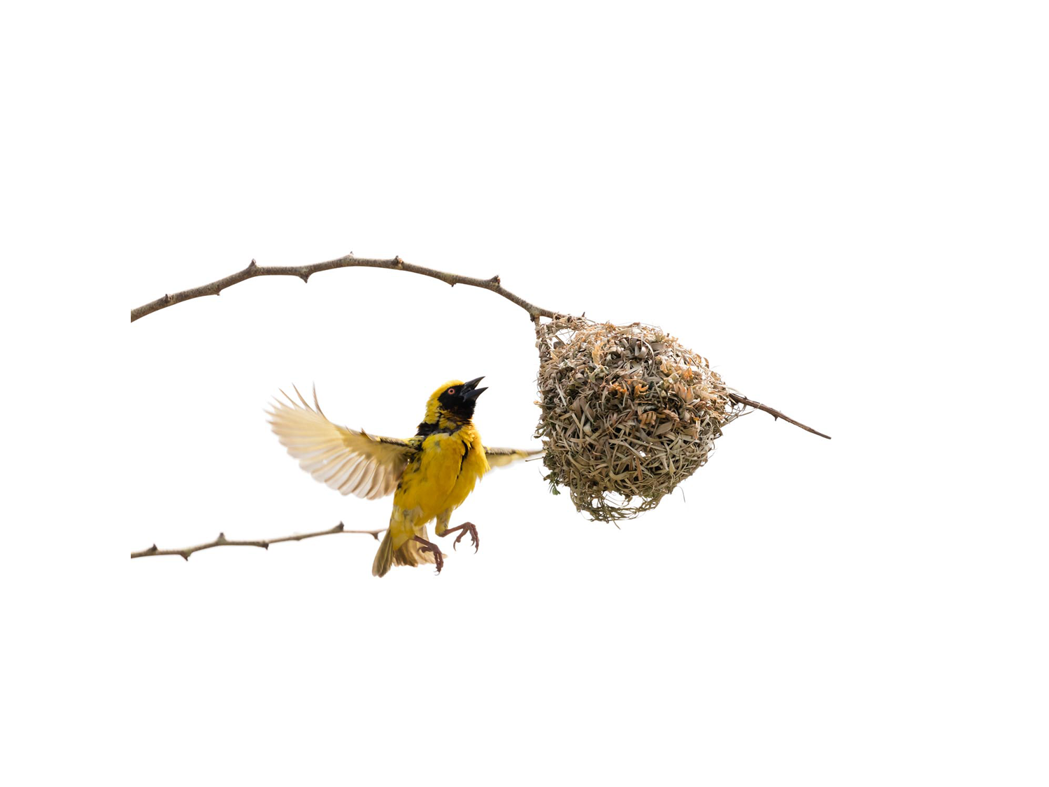 Dirk_Hobman_Weaver_Bird_01_2015.png