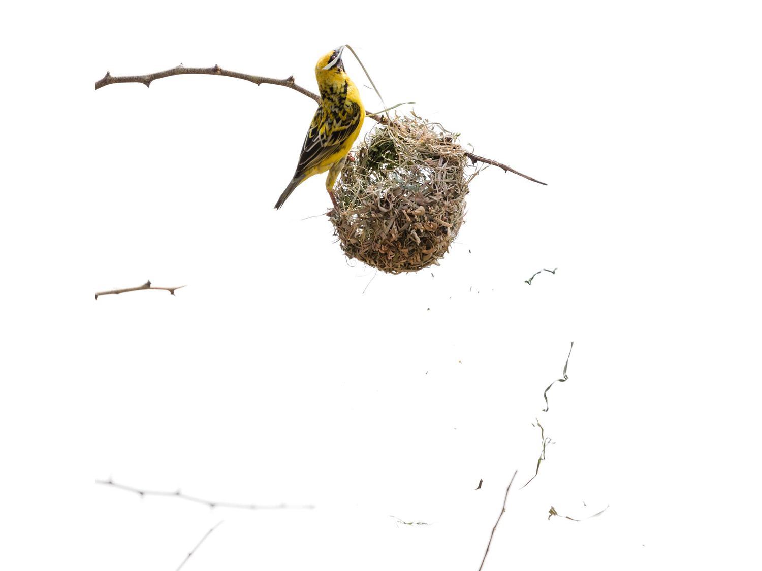 Dirk_Hobman_Weaver_Bird_05_2015.png