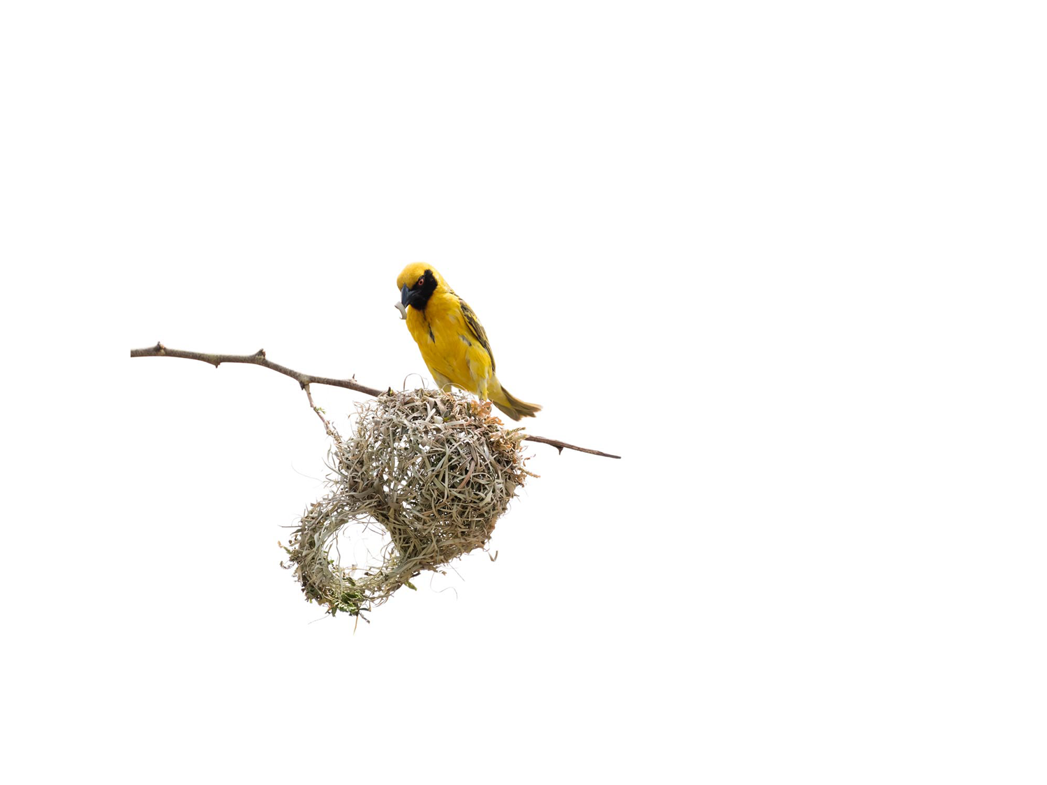 Dirk_Hobman_Weaver_Bird_06_2015.png