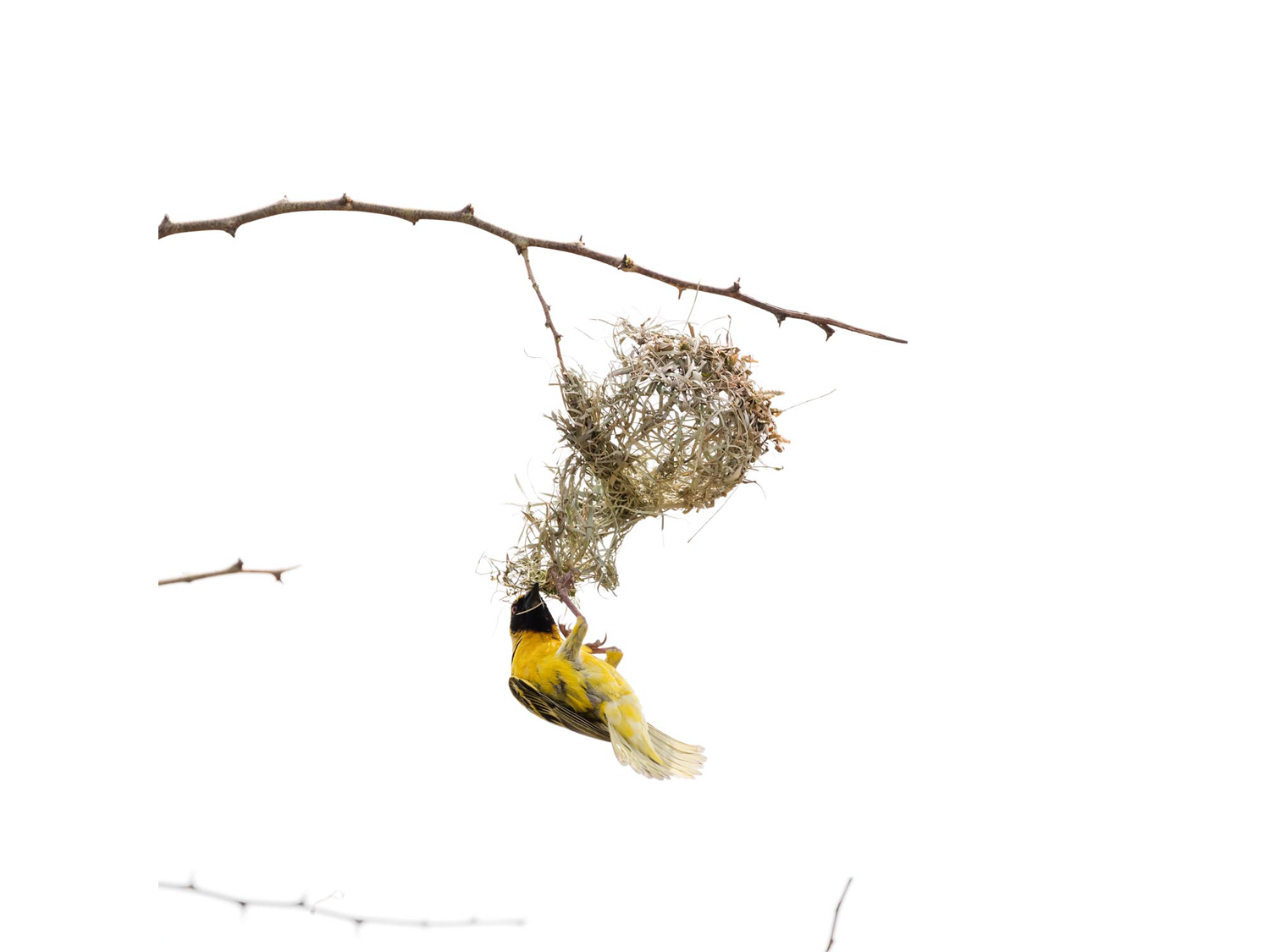 Dirk_Hobman_Weaver_Bird_10_2015.png