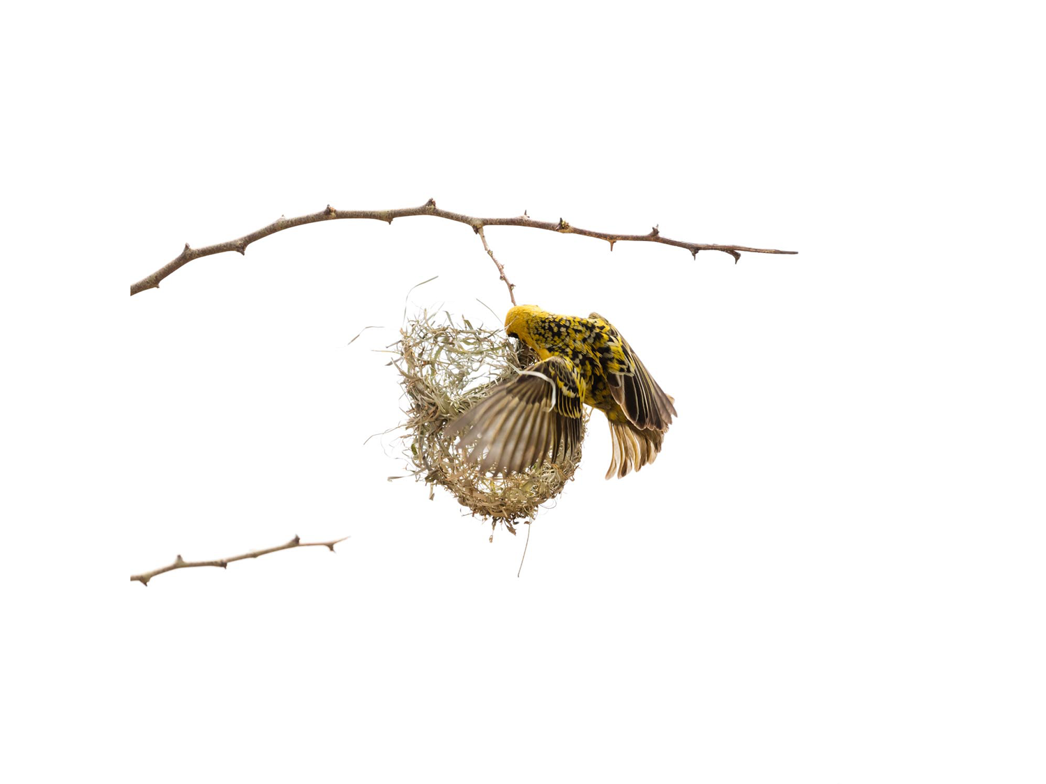 Dirk_Hobman_Weaver_Bird_11_2015.png