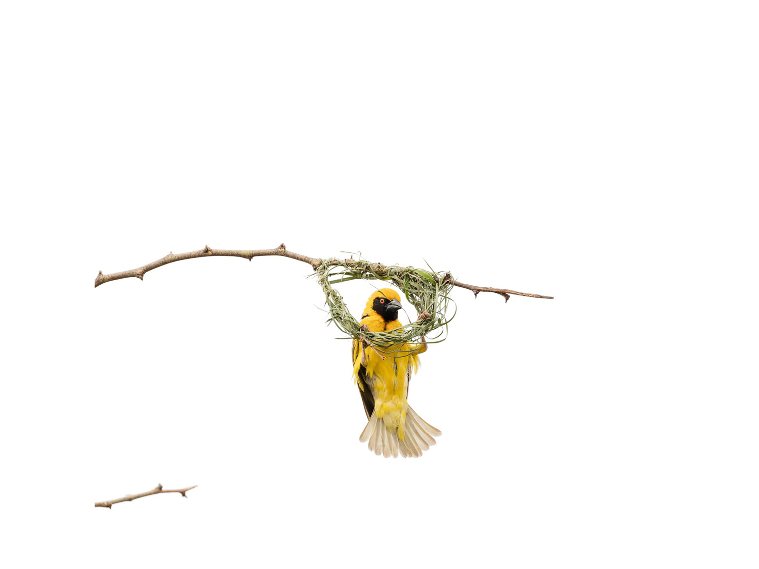 Dirk_Hobman_Weaver_Bird_16_2015.png