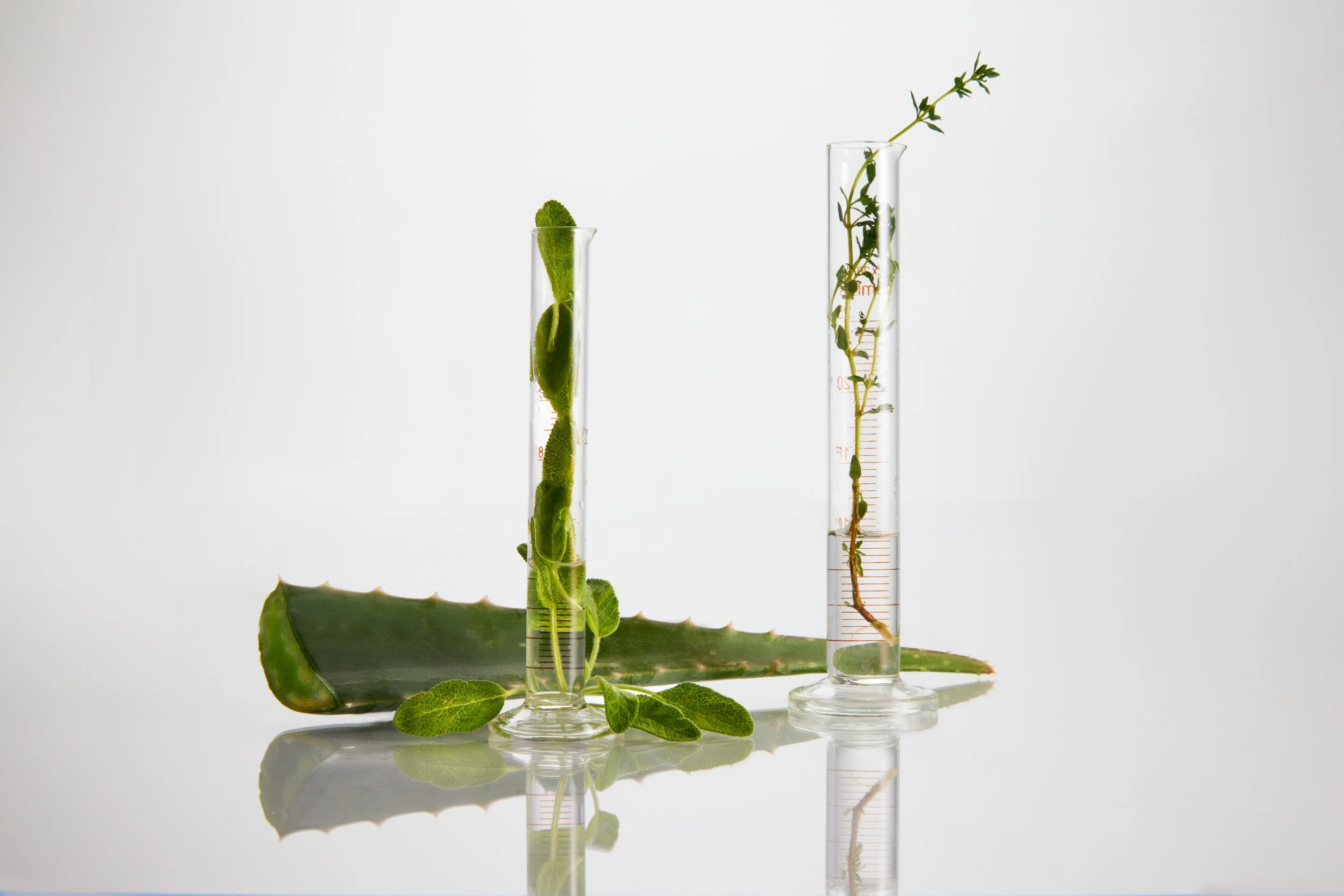 Aloe Base Stylized.jpg