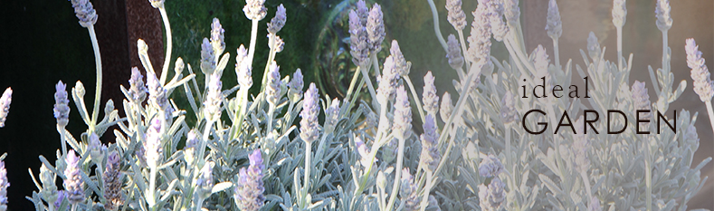 1-17-ideal-garden.jpg
