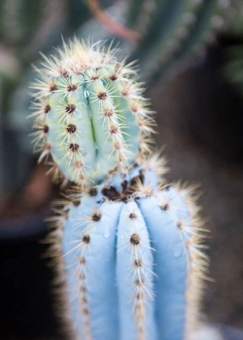 The Pilosocereus Pachycladus
