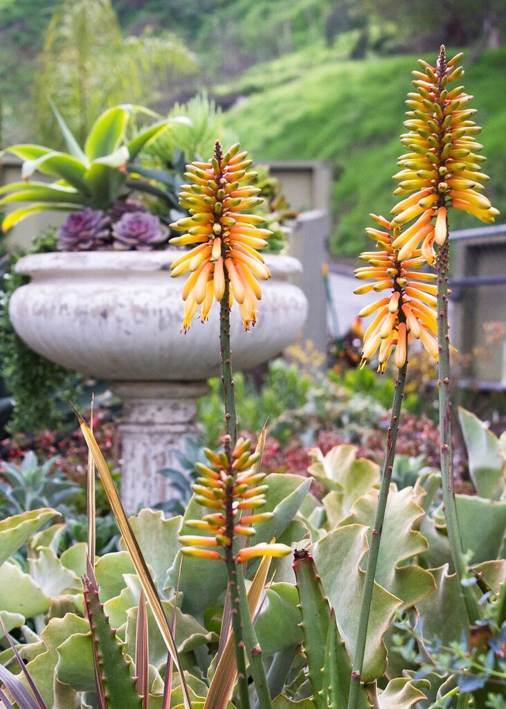 The spikes of orange-yellow flowers are from the Aloe Cameronii (Starfish Aloe). They sit in front of a bed of Kalanchoe Beharensis (Zig-Zag Felt Plants), and in background is an arrangement of Agave Attenuata (Fox Tail Agave) + Echeveria 'Perle Von Nürnberg' blossoms.