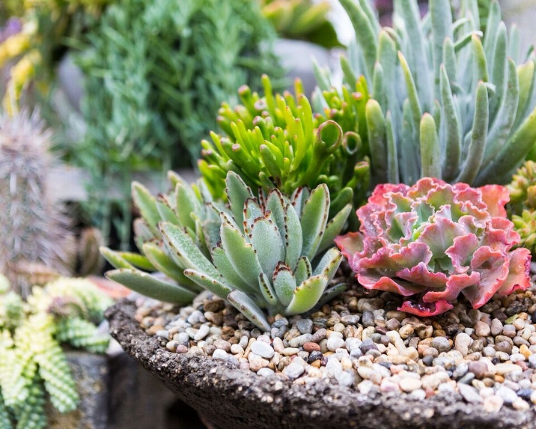 Succulent Arrangement: Clockwise from the top: Cotyledon Orbiculata v. Oblonga (Long Fingers), Echeveria 'Blue Curls', Kalanchoe Tomentosa (Panda Plant), Crassula Ovata ‘Hobbit’ (Hobbit Jade)