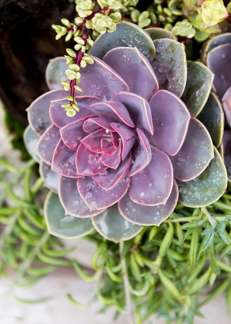 Succulent Arrangement: An Echeveria 'Perle Von Nürnberg' blossom nestled in between Portulacaria Afra 'Variegata' (Rainbow Bush) on the right and Senecio Radicans (Sting of Fishhooks) to the left.