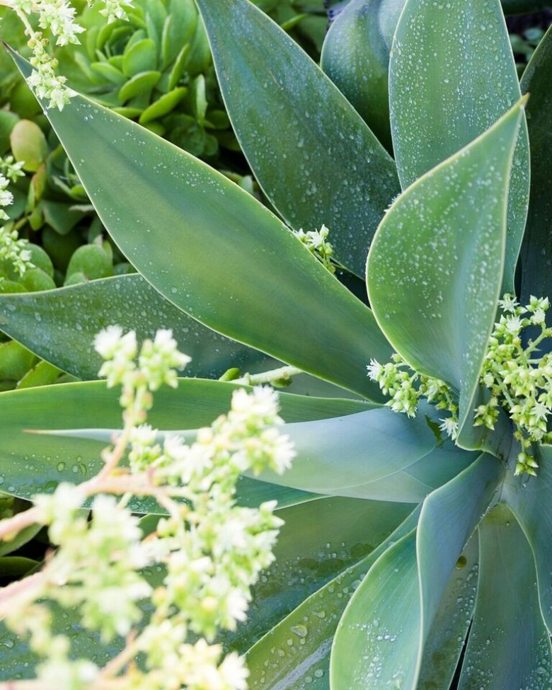 Agave Attenuata
