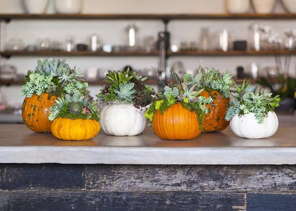 pumpkins.jpg