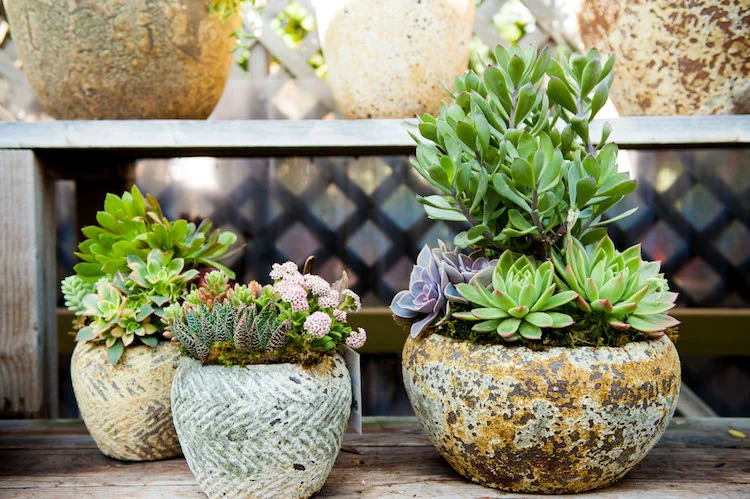 The green-blue Echeveria elegans succulent makes a statement in the pot on the far right. 