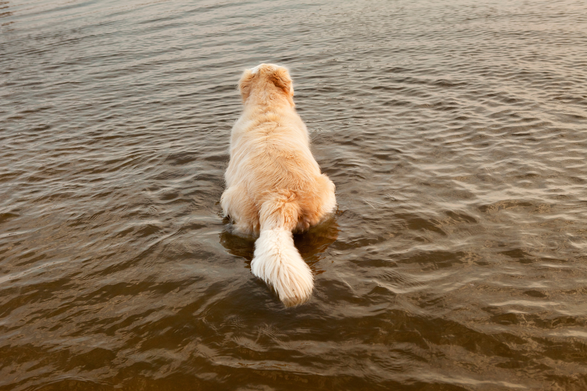 Southampton Water Dog