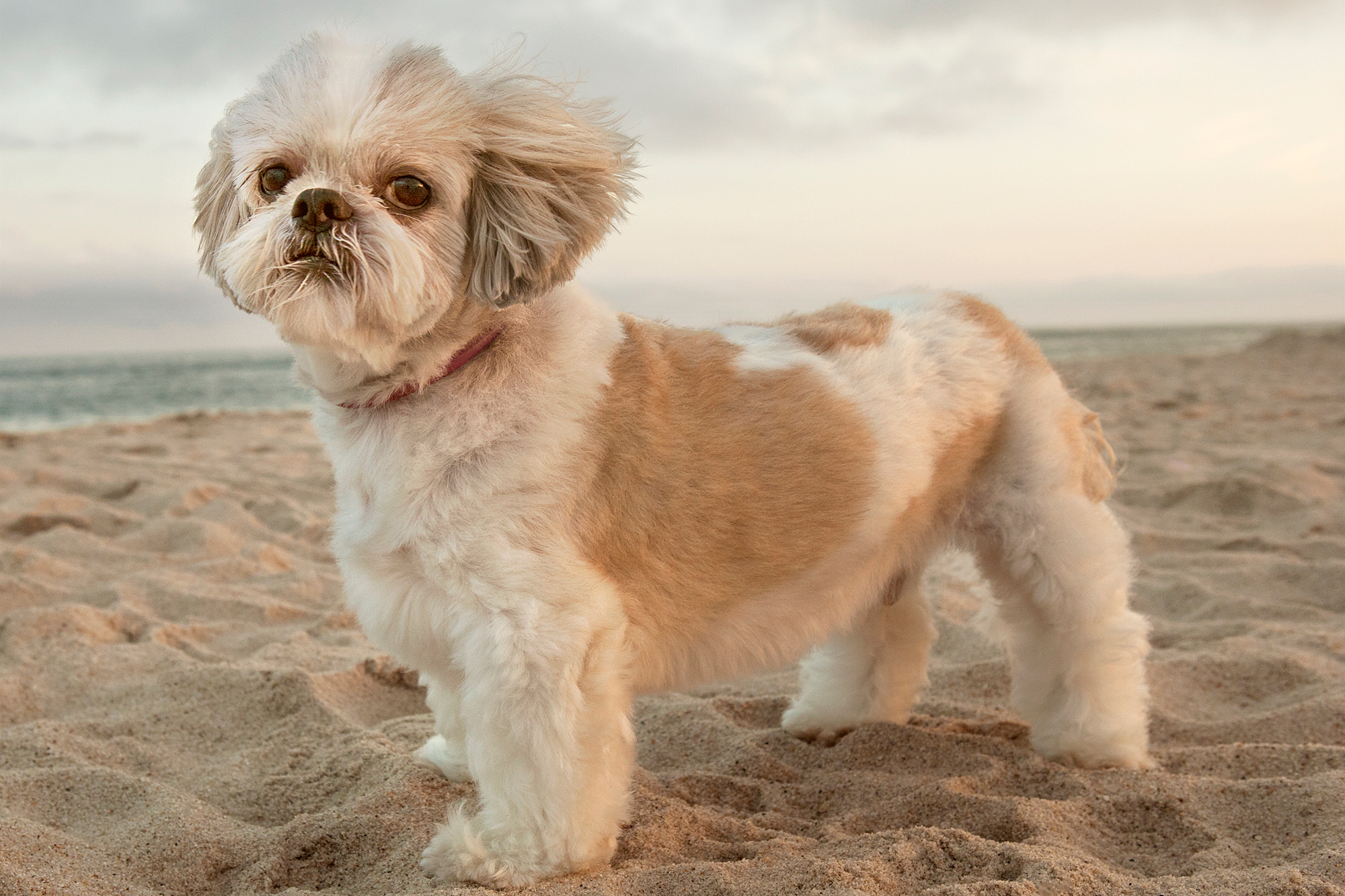 Best Hamptons Pet Photographer