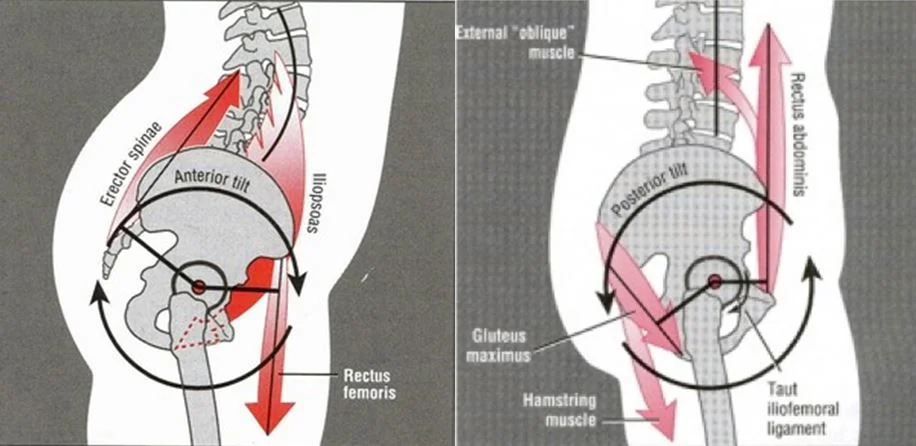 (Neumann, 2010)