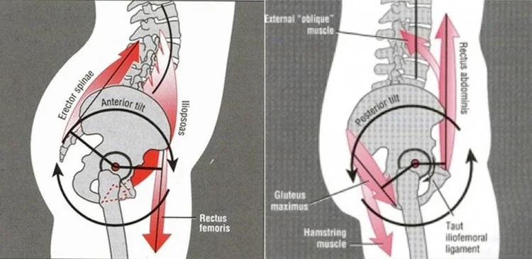 (Neumann, 2010)
