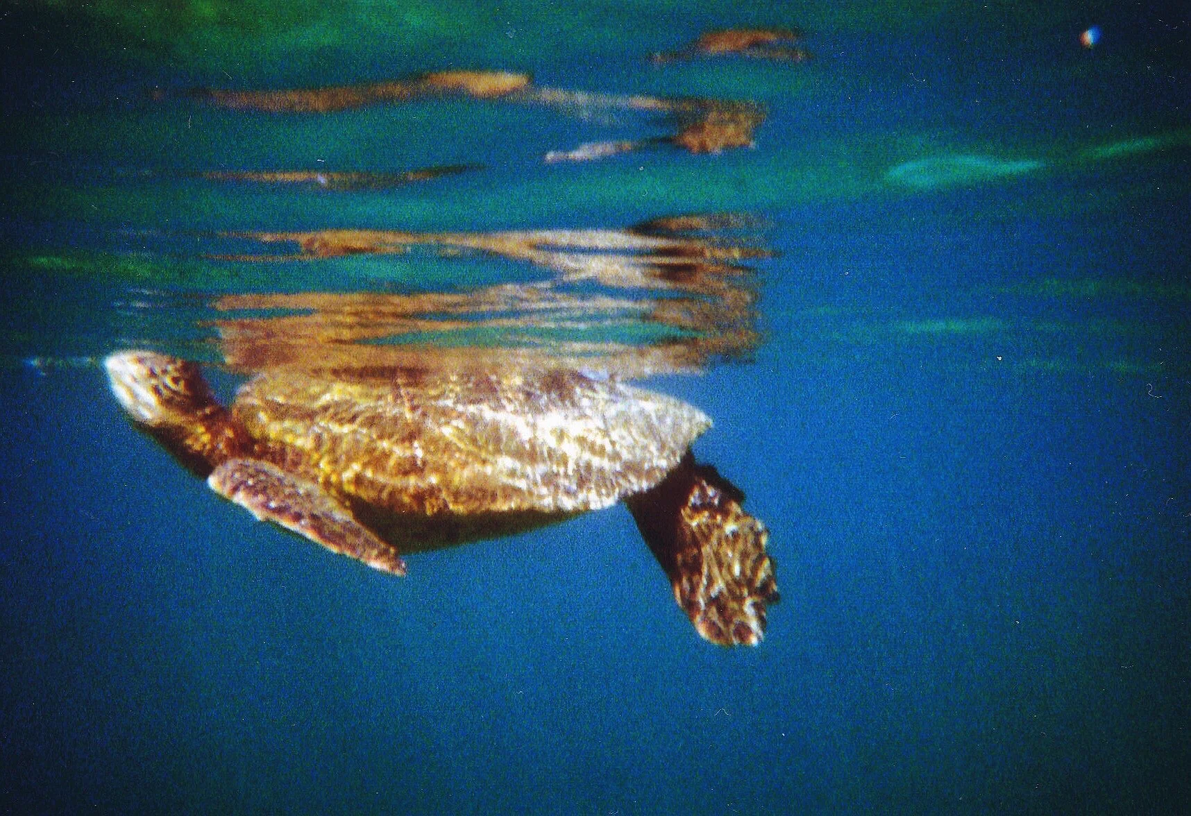 maui 1.JPG