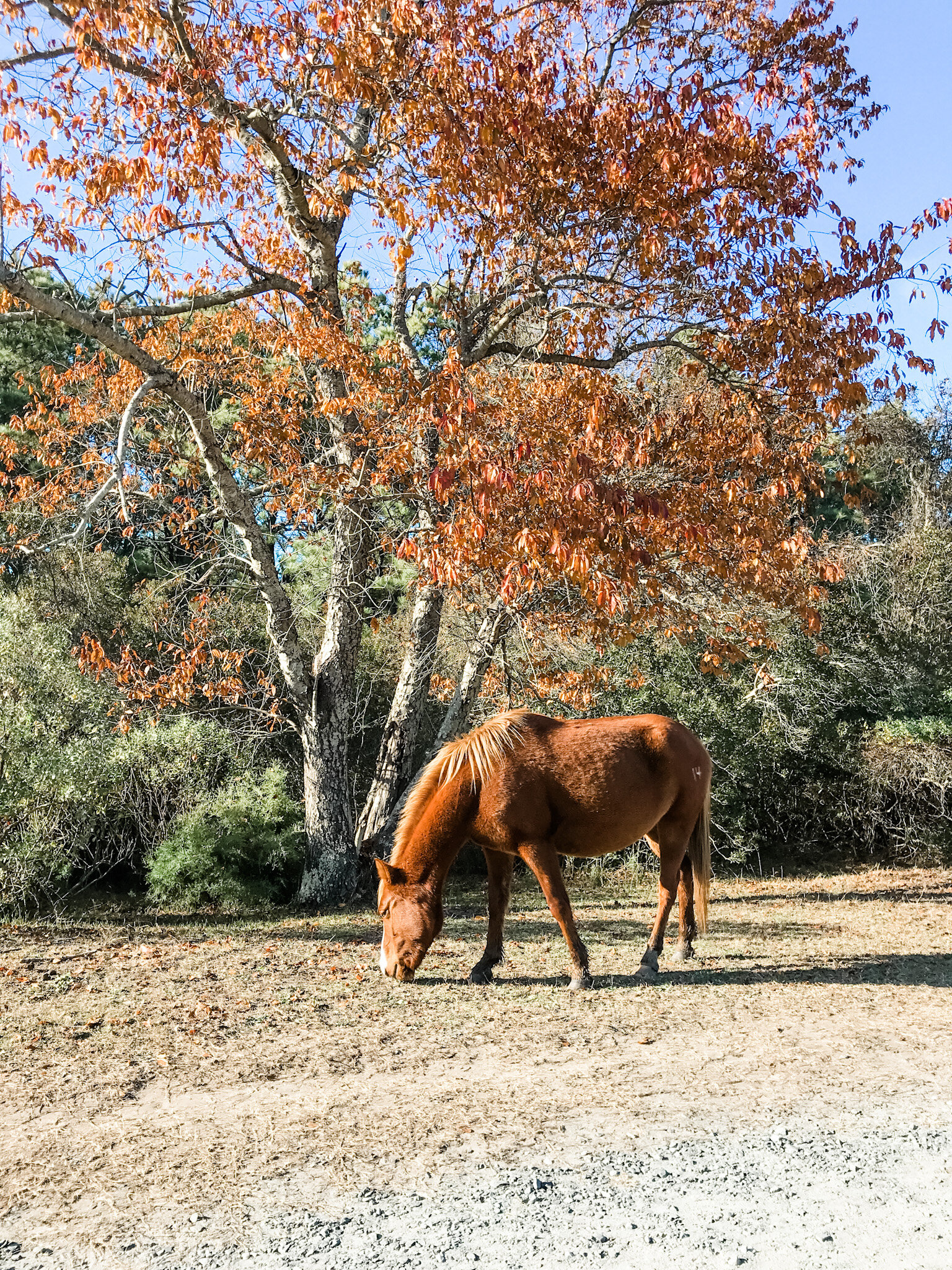 pony in the fall.JPG