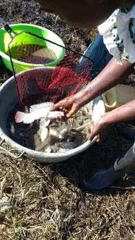 fish in net.jpg
