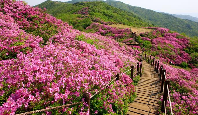 royal azalea festival hwangmae mountain