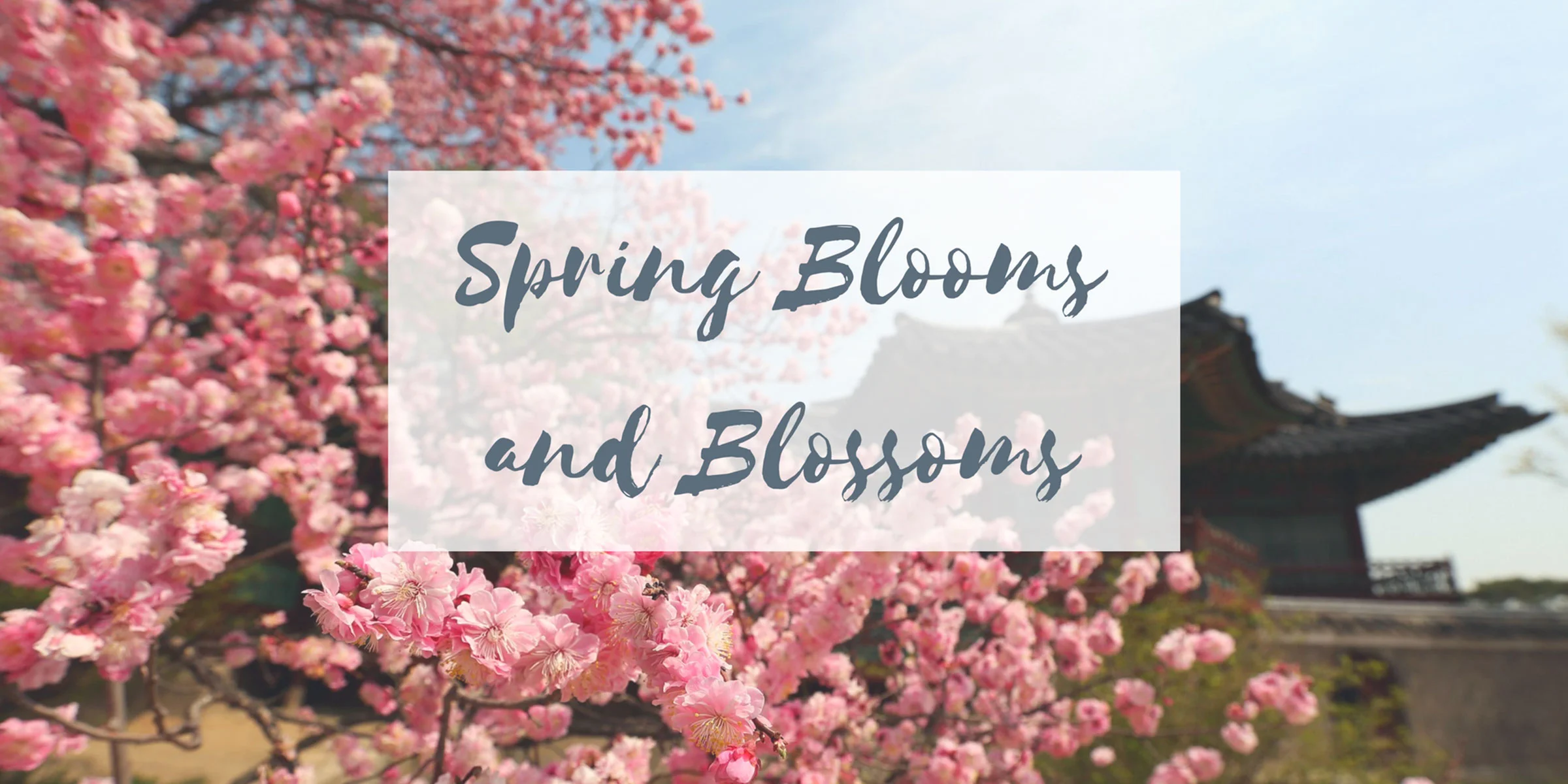 Korean Spring Blooms and Blossoms