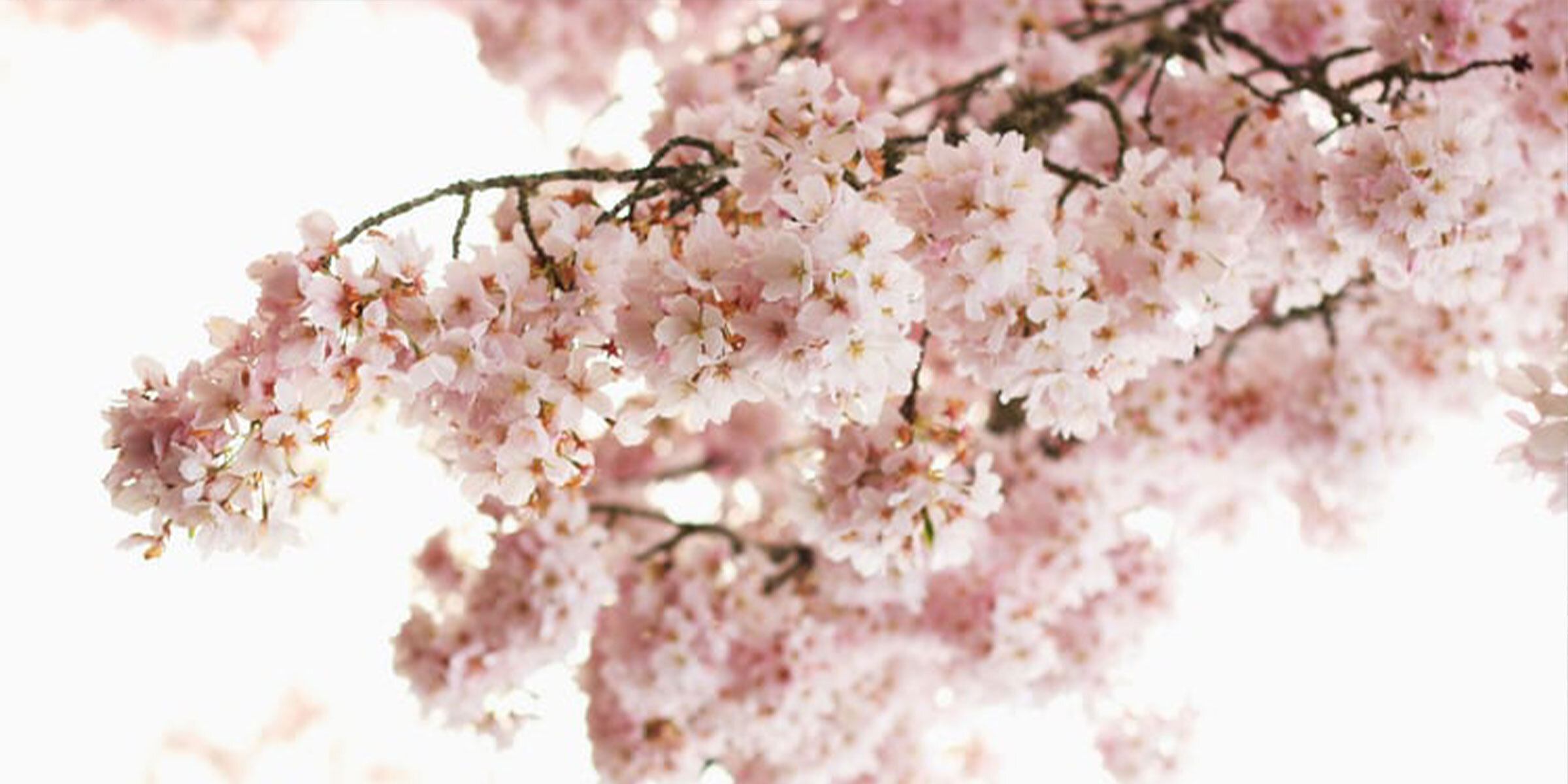 Spring Trends For 2020
