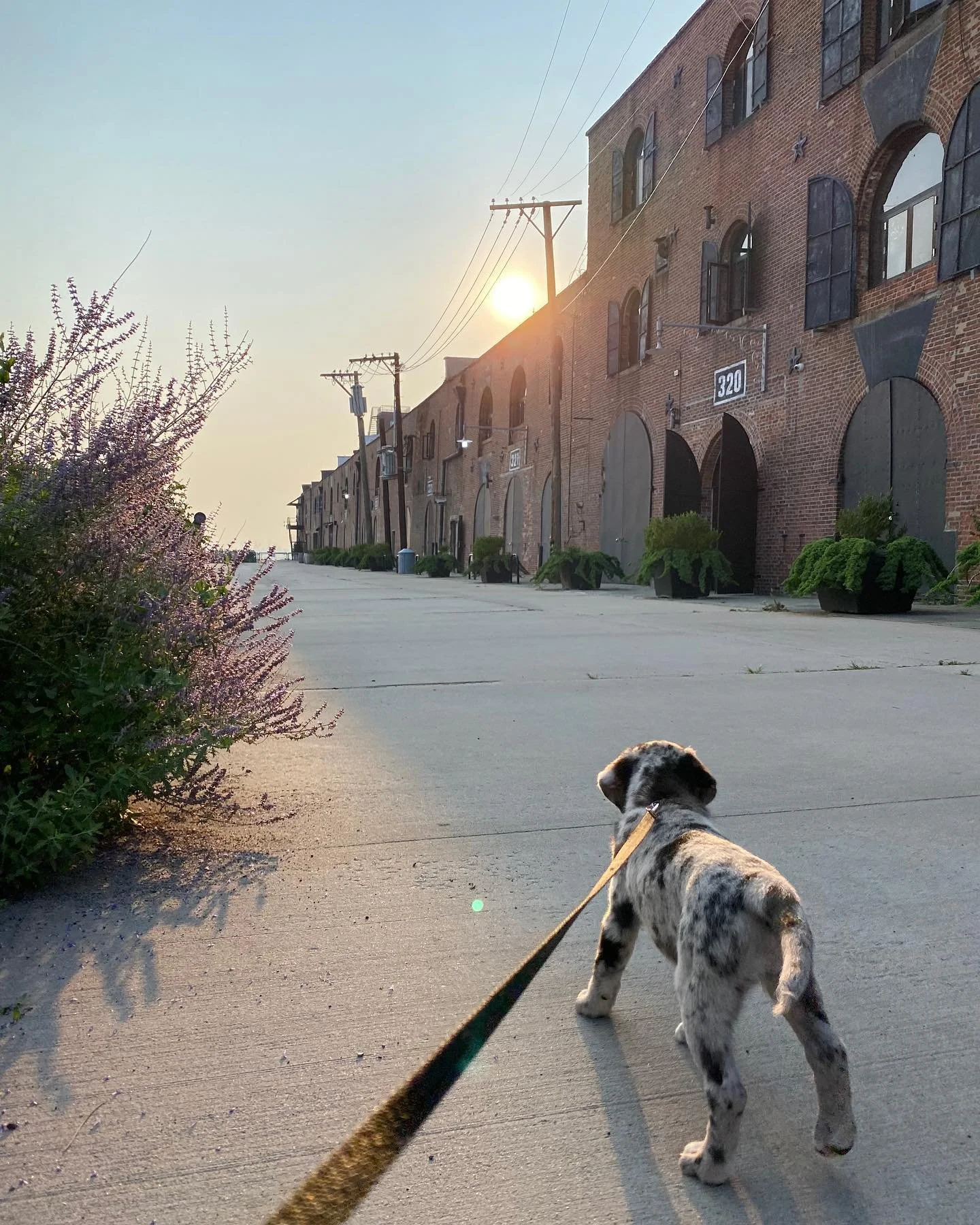 A fuzzy welcome to our newest members Osha (photo 1), Orzo (2), Neo (3) and Rosie (4,5)! 

@neofrombrooklyn @orzo.gram @oshas_violations 

#shopdogs #shopdogsofinstagram #woodwork #design #puppies

Thank you  @jgleyssene @studiosnng @charlesrecknagel