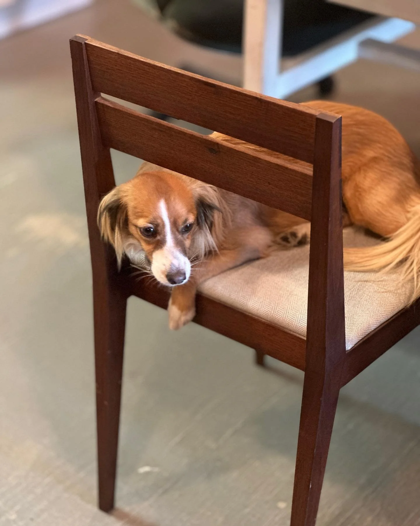 Meet one of our newest members, Penny! Making herself comfy on a one of a kind @bregliatom chair.

@misspennyperfect

#shopdog #shopdawg #shippityshoppitydawg #furniture #chair