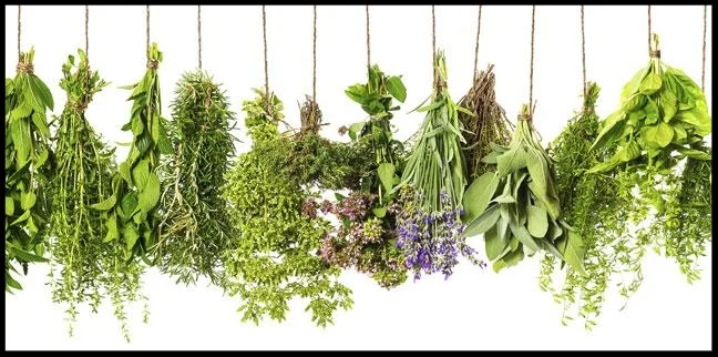 5-healing-herbs-you-need-to-eat-more-of-136403301409603901-160111131911.jpg