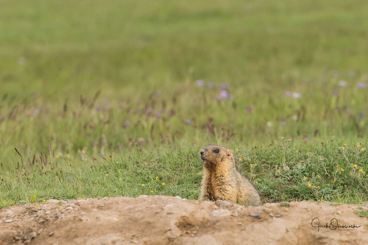 On the look out