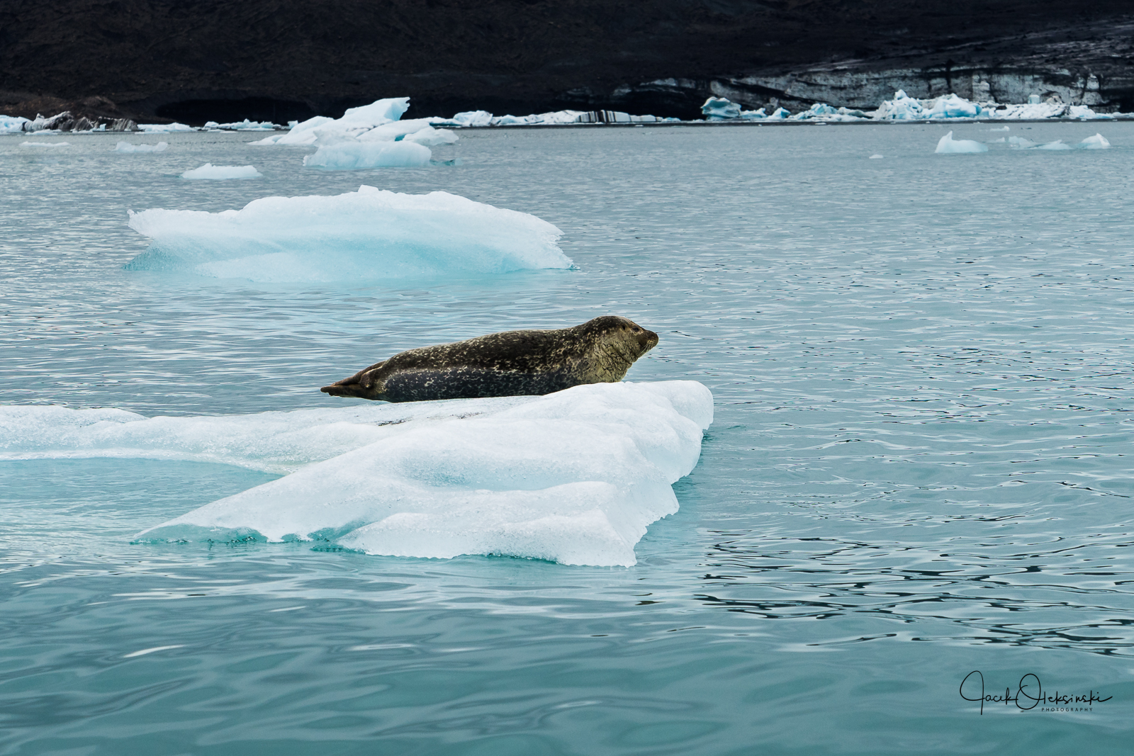 Seal resting on one of the many icebergs