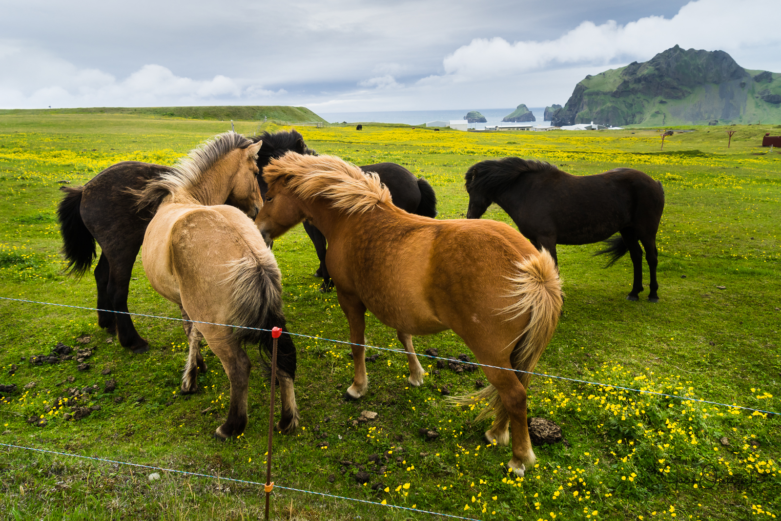 Icelandic horses interacting