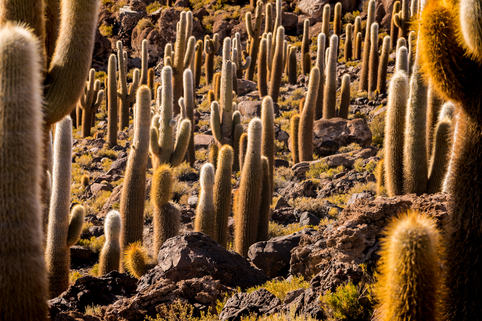 Giant beautiful cactus