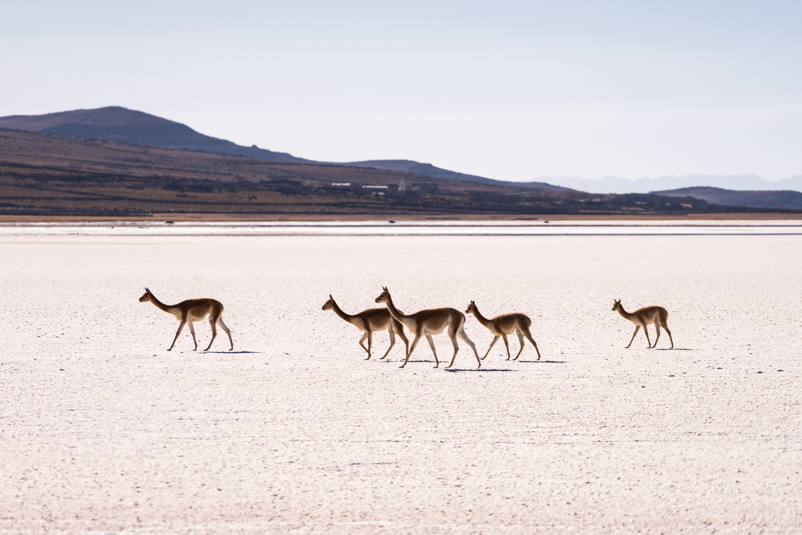 Vicuñas making their way through the desert