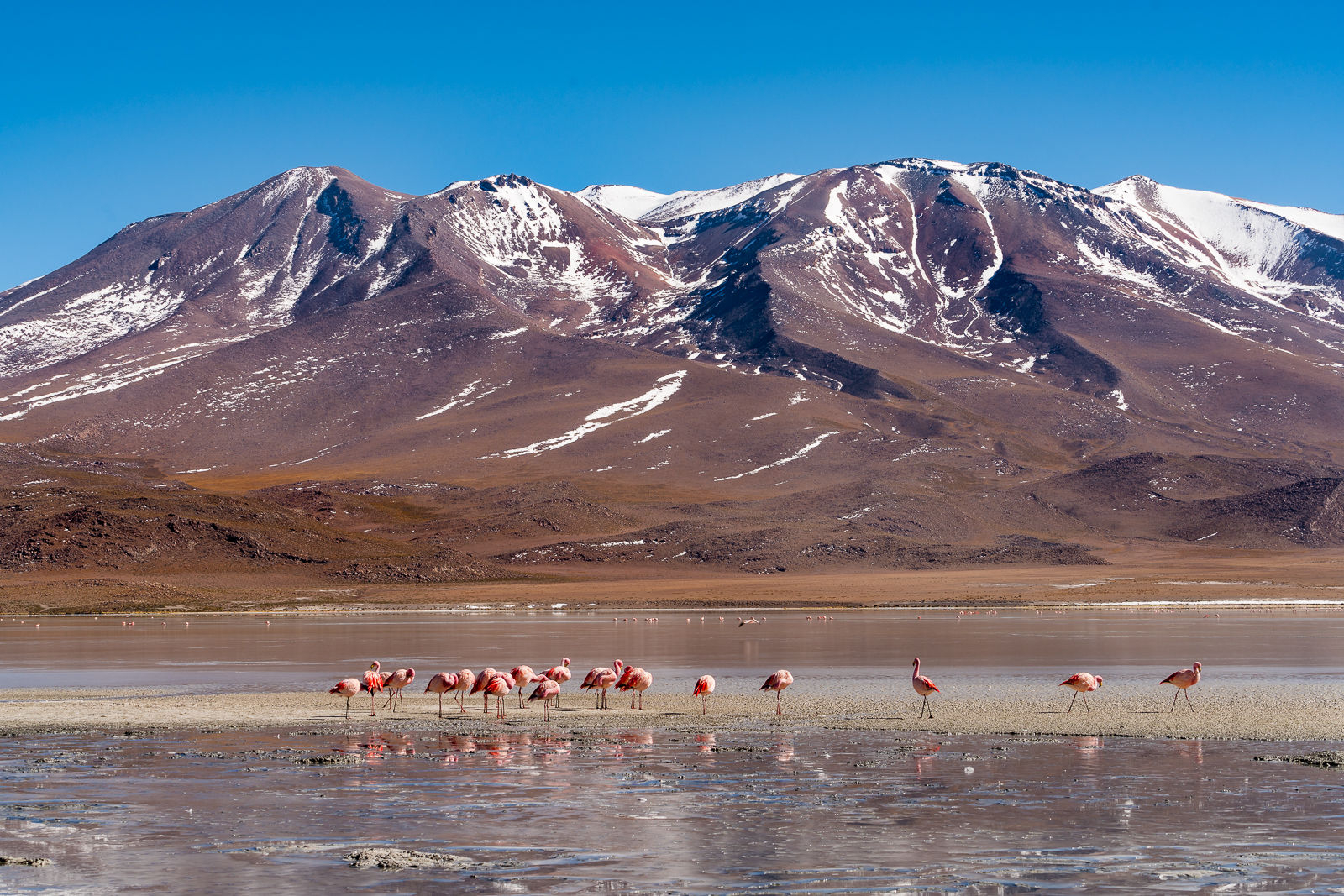 Flamingos in beautiful surrondings