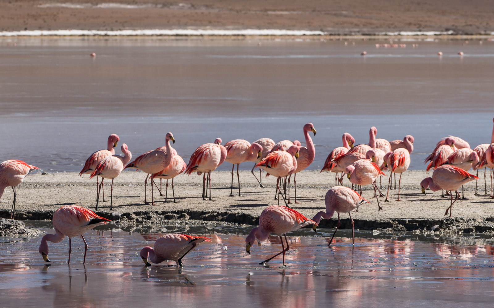 The flamingos don't seem to mind as long as you don't get too close