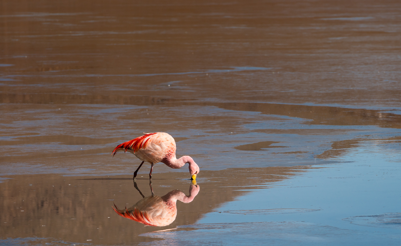 Searching for plankton