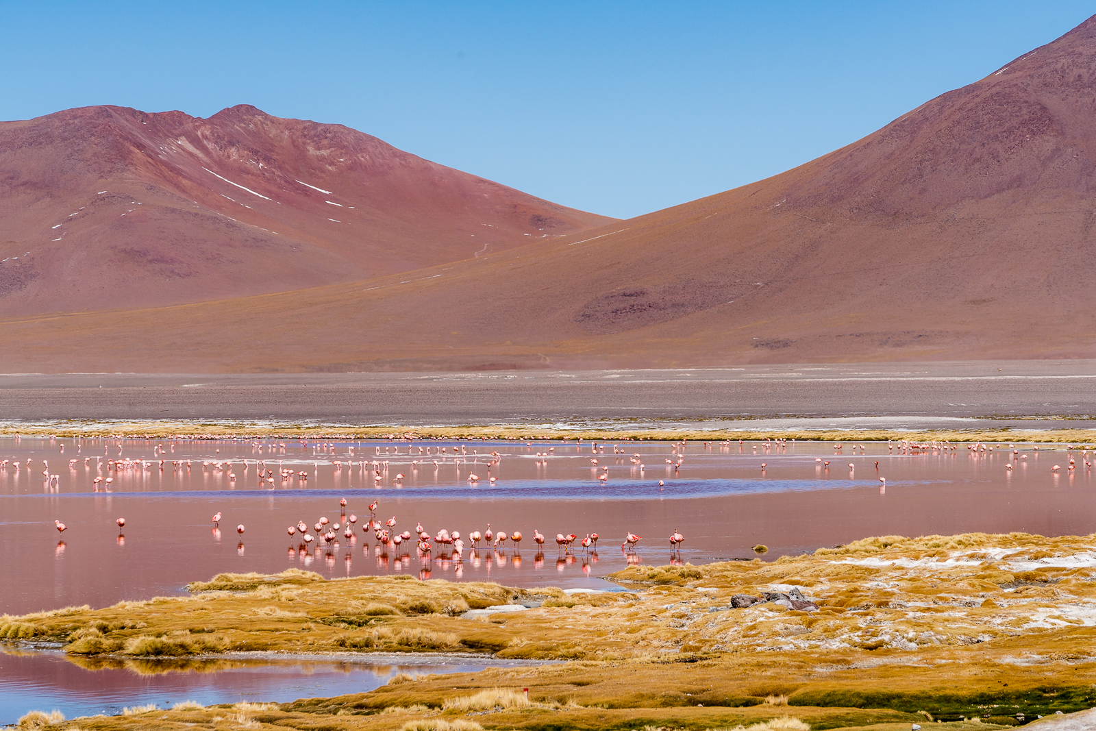 Laguna Colorada with its pink water and flamingos