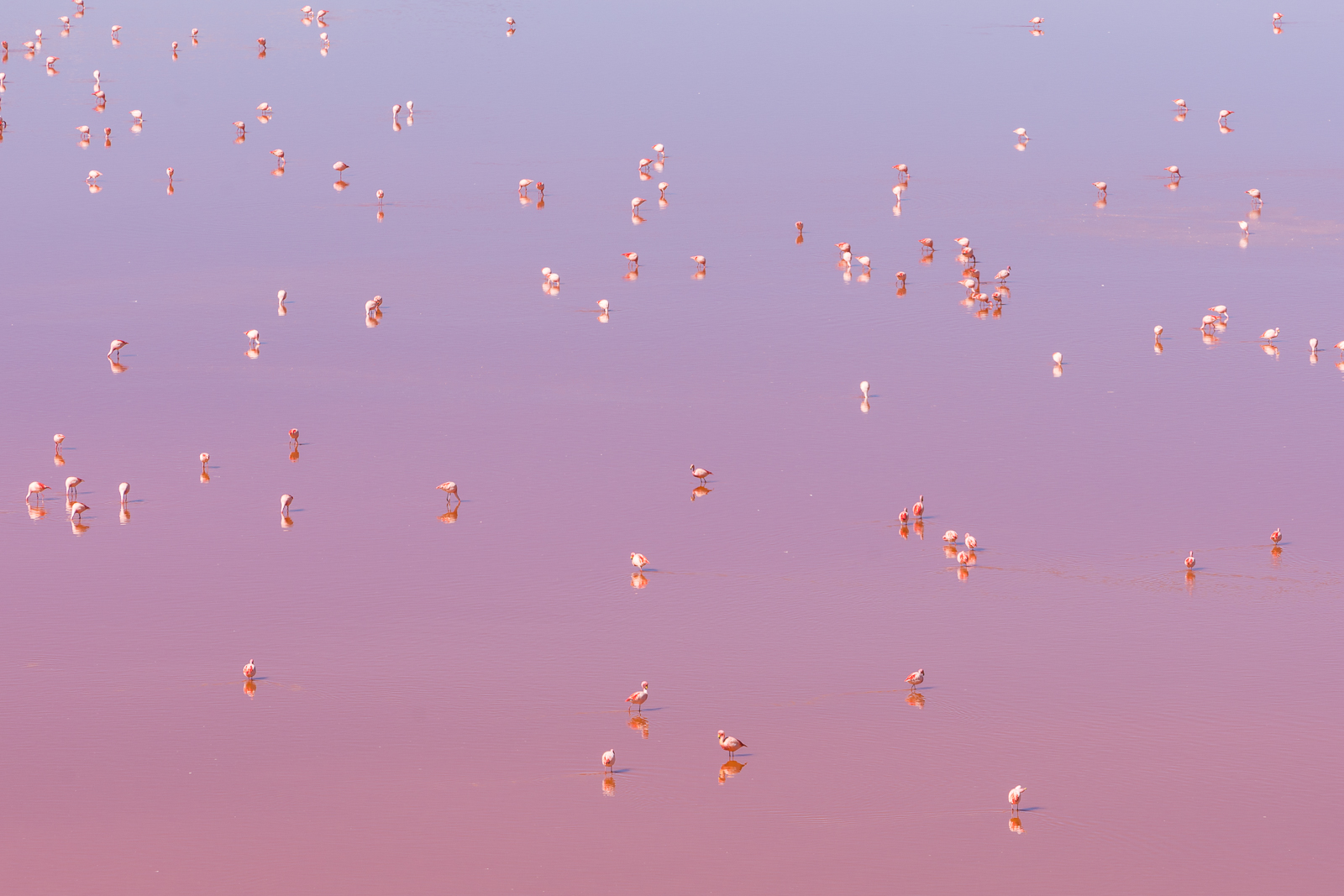 Pink colour as far as the eye can see