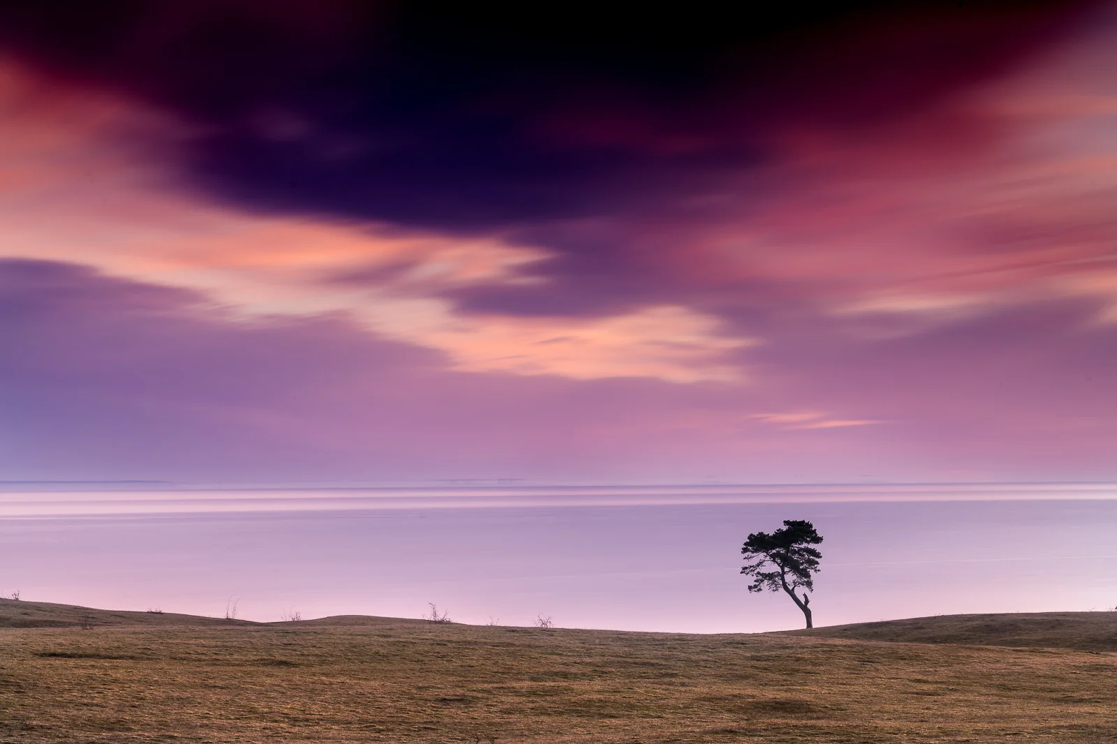The lonely tree at Haväng