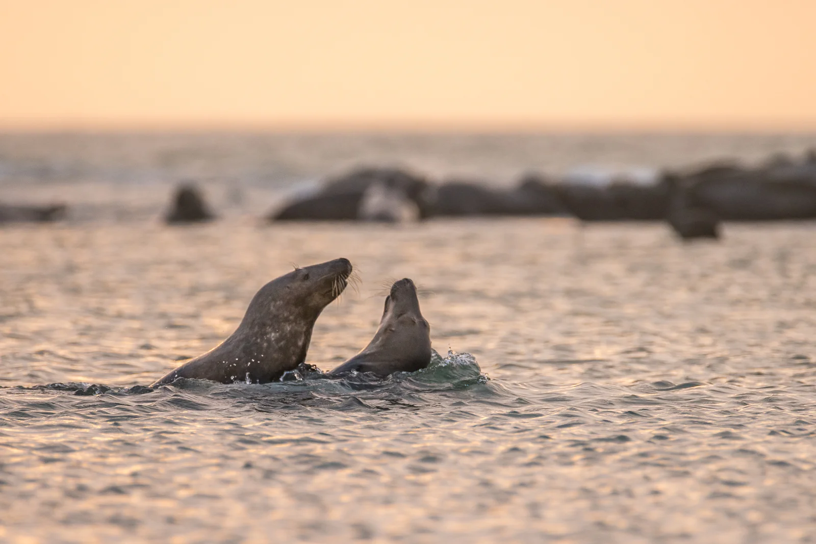 Seal fight at Måkläppen