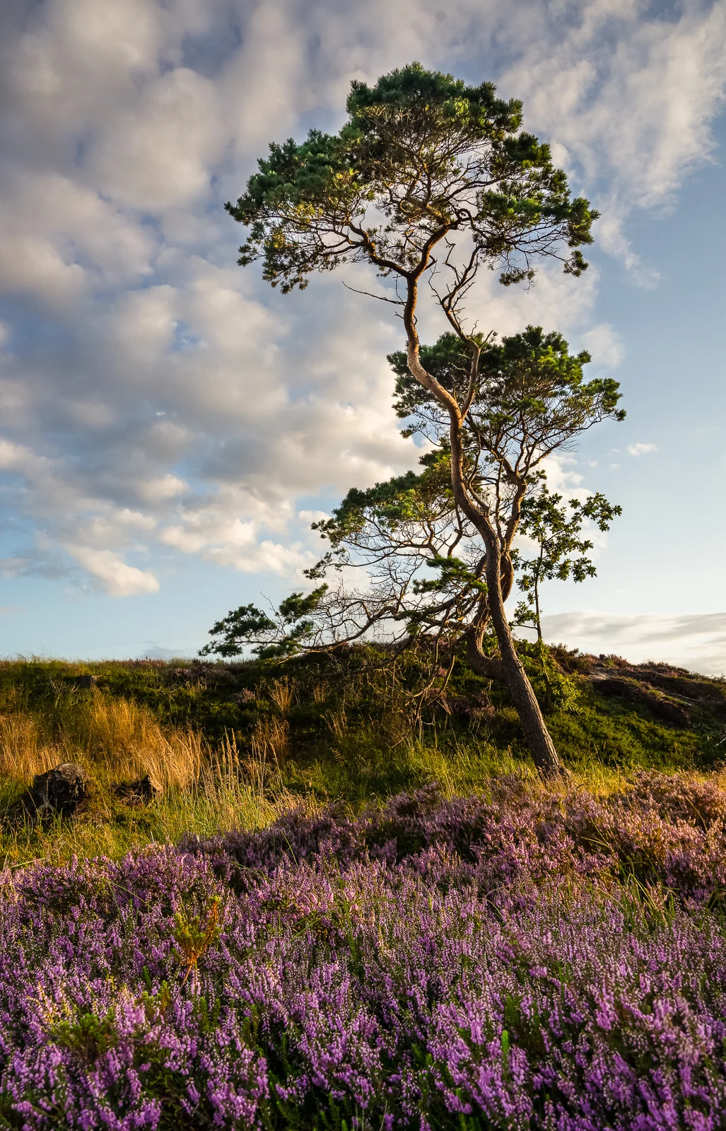 Only heather and wind pined trees. Keep it simple.