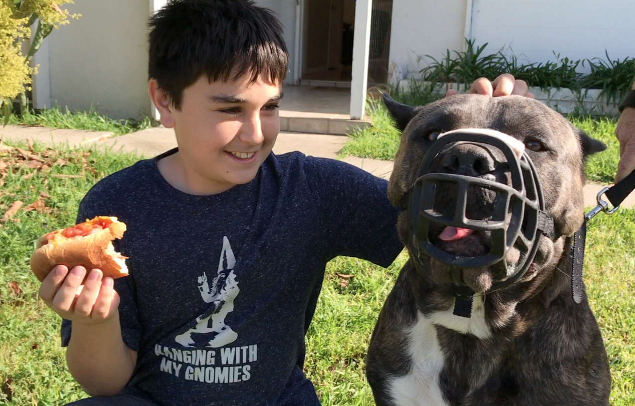 Julian and Harley TRAINER'S NOTE ABOUT HARLEY Harley is the first dog that ever really had me scared. When I met him he was out in the yard lunging at the other side of a sliding glass door. The only thought in my mind was how to get out of the house without saying "yes". Kevin and Alana were in way over their heads but somehow before the hour was up Harley had won my heart. He no longer wears his bling when he is out with me and I look forward to every opportunity to show him off in public. He is stunning.