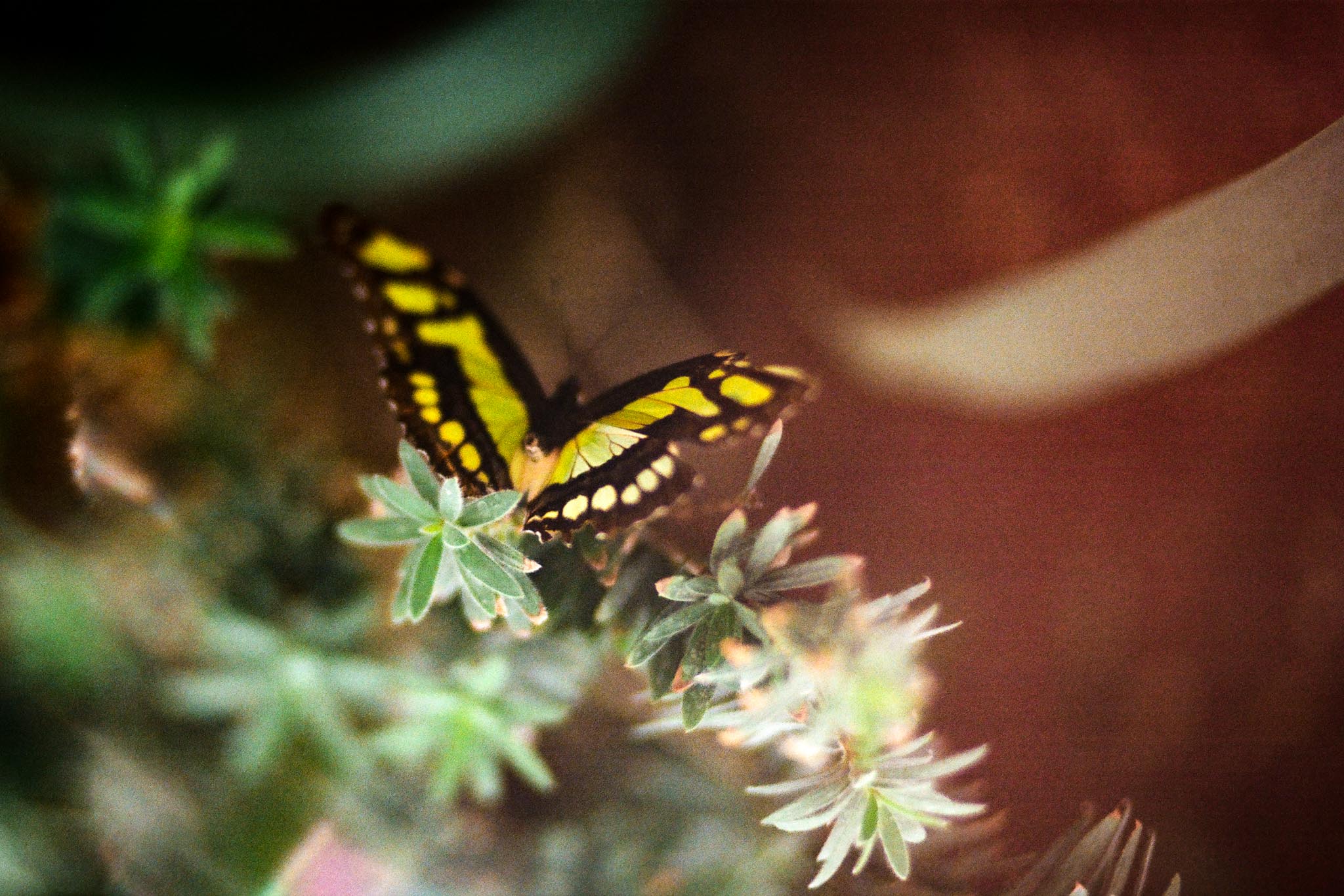 Butterfly Blog Files-6.jpg