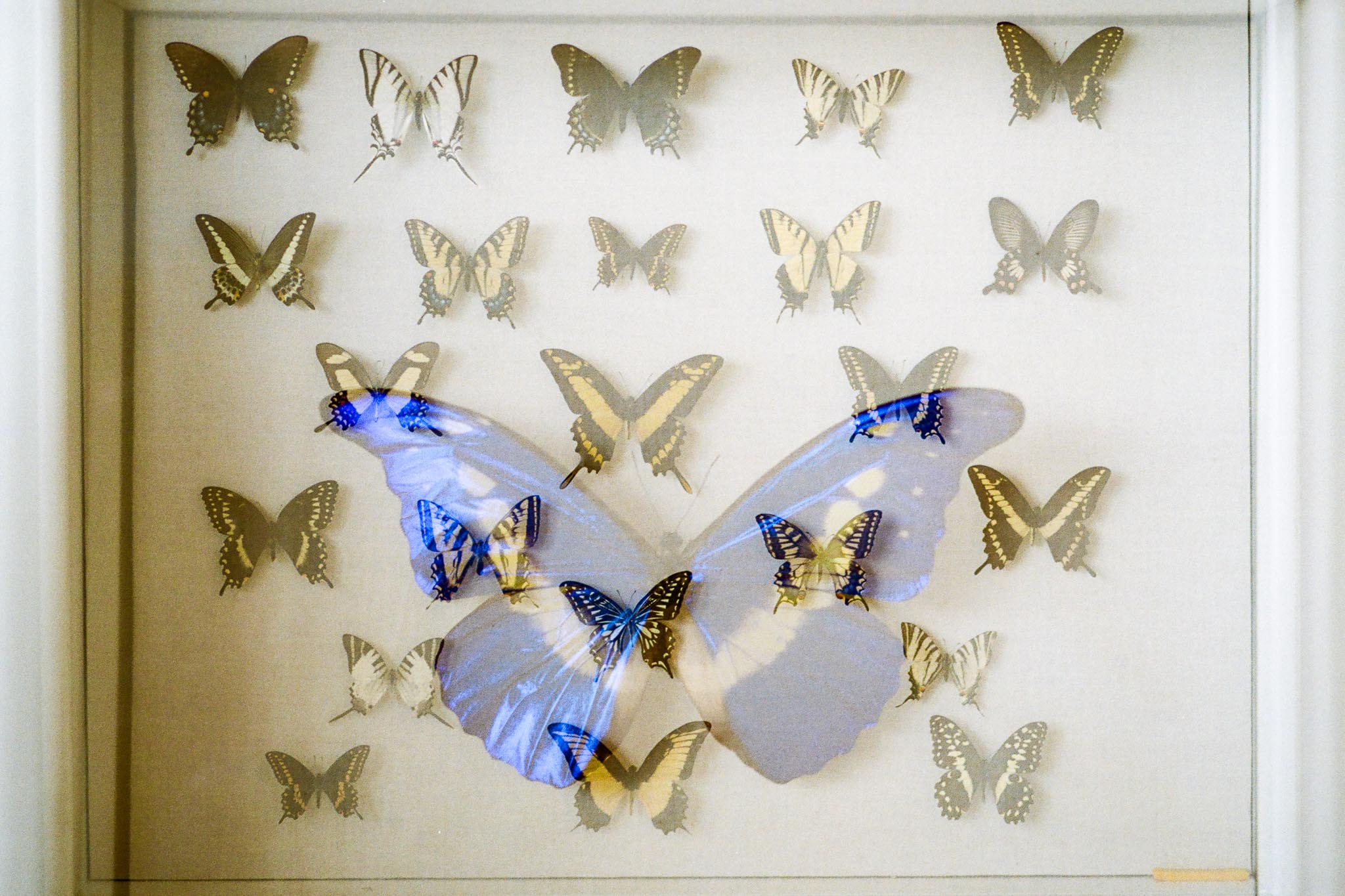 Butterfly Blog Files-4.jpg