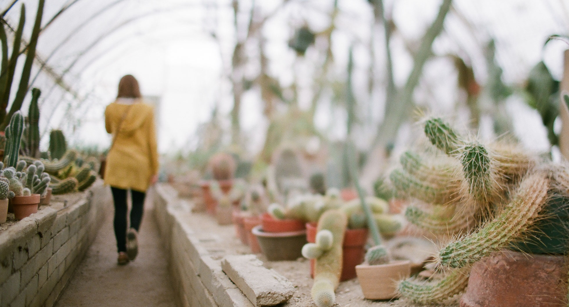 DP Cacti-1.jpg