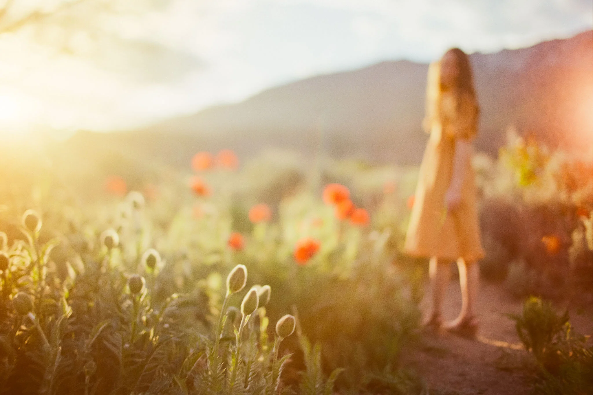 Senior Session in the Poppies {Alpine Graduate} | Utah County Family Photographer